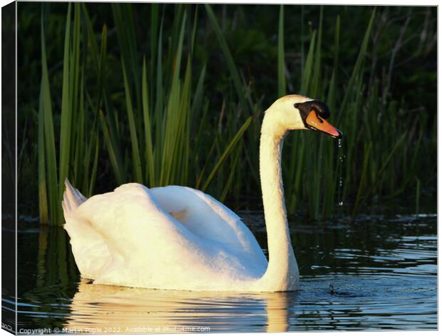 Swan in low light Canvas Print by Martin Pople