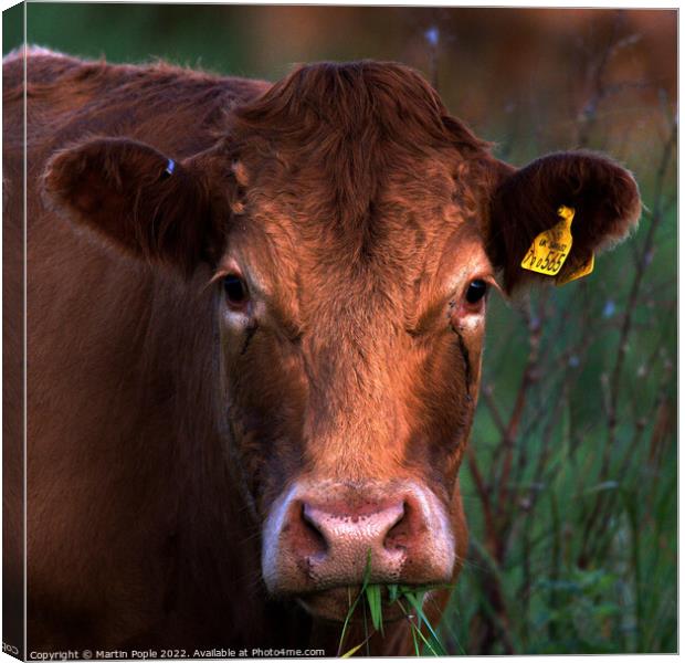 Cow chewing the cud Canvas Print by Martin Pople