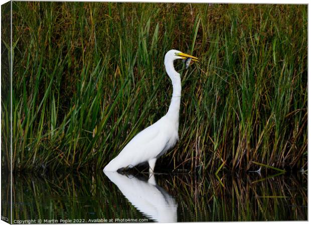 Great white Egret eating a fish Canvas Print by Martin Pople
