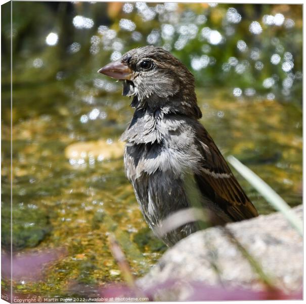 Sparrow having a bath Canvas Print by Martin Pople