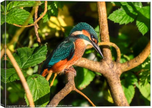 Kingfisher on branch  Canvas Print by Martin Pople