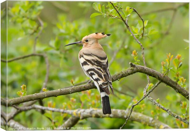 Hoopoe in Somerset Canvas Print by Martin Pople