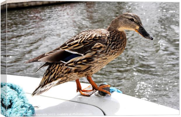 Cheeky Duck Hitching A Ride Canvas Print by Pamela Reynolds