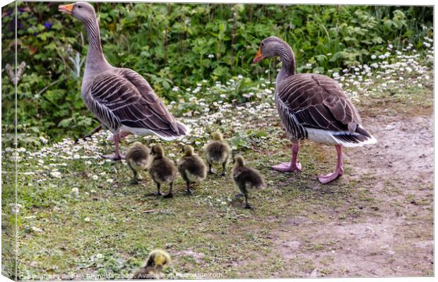 Geese Family at the Flash in Telford Canvas Print by Pamela Reynolds