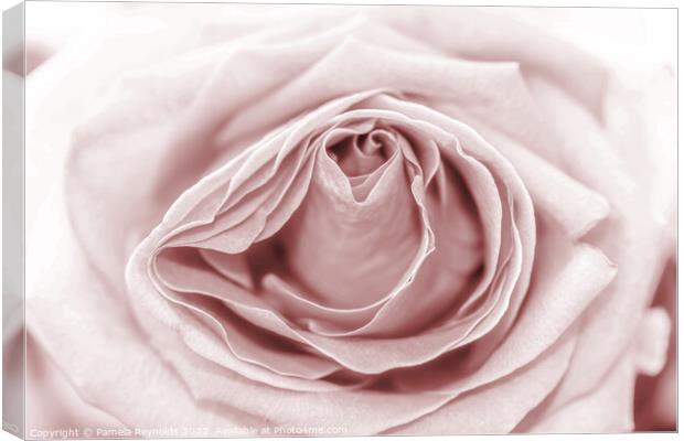Macro of a Pale Sepia Rose Canvas Print by Pamela Reynolds