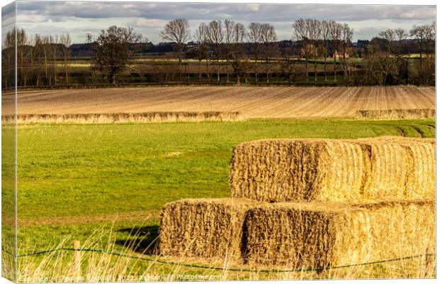 Hay Bales Drying Out  Canvas Print by Pamela Reynolds