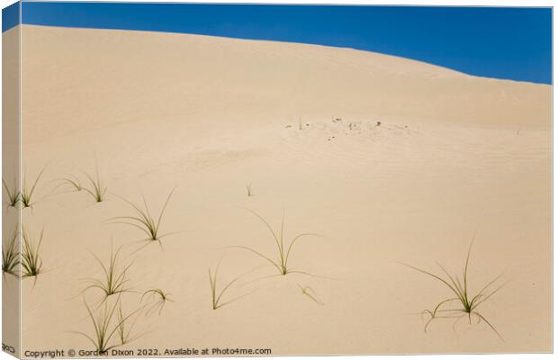 Blades of grass in a desert landscape Canvas Print by Gordon Dixon