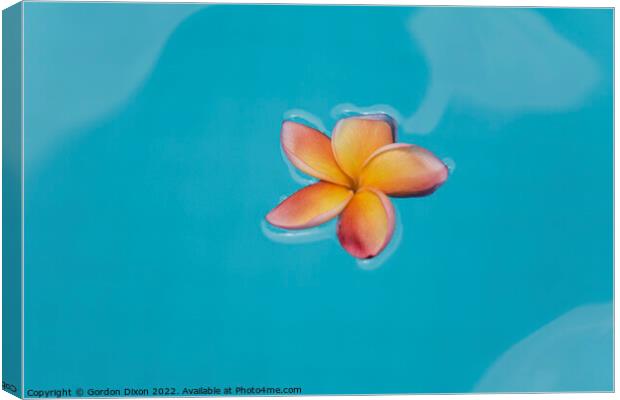 Floating frangipani (Plumeria) flower floating on water Canvas Print by Gordon Dixon