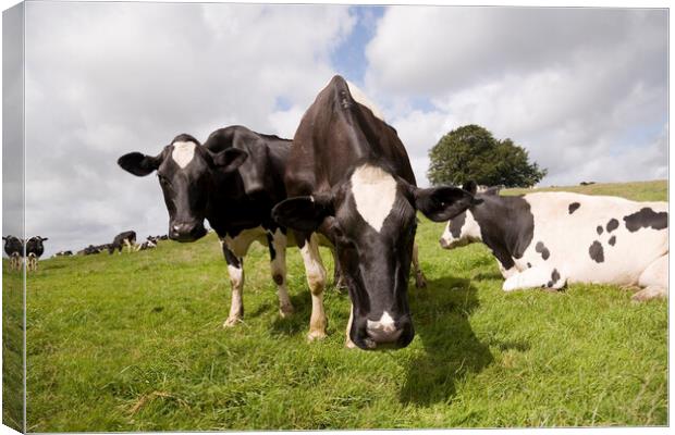 Curious black and white cows come close to the lens while grazing Canvas Print by Gordon Dixon