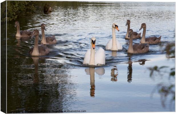 Family of Swans on the move up the Basingstoke canal - parents and 6 big cygnets Canvas Print by Gordon Dixon