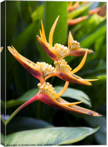 Beautiful tropical orange yellow Heliconia flower - portrait Canvas Print by Gordon Dixon