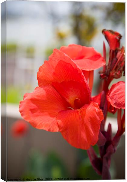 Vibrant red Canna flower in an English garden Canvas Print by Gordon Dixon