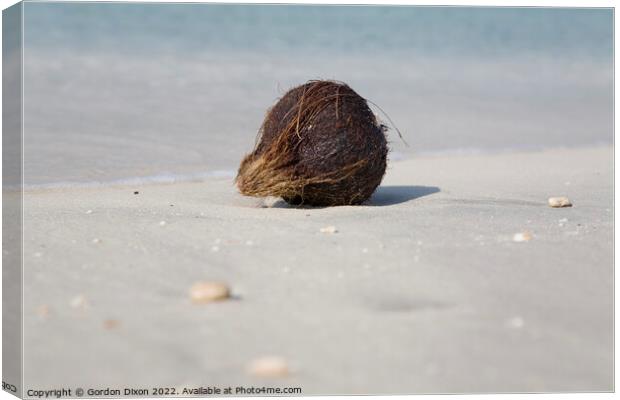 Washed up coconut on Jumeira beach, Dubai Canvas Print by Gordon Dixon
