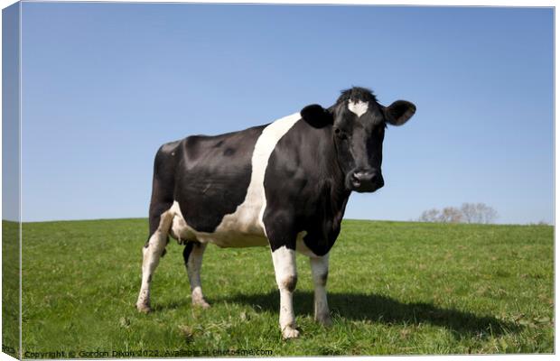 A young black and white cow standing in a lush green field Canvas Print by Gordon Dixon