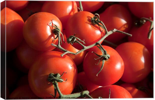 Fresh tomatoes - simply de vine Canvas Print by Gordon Dixon