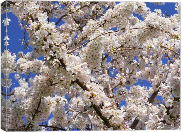 Beautiful cherry tree in full bloom  Somerset Canvas Print by Gordon Dixon