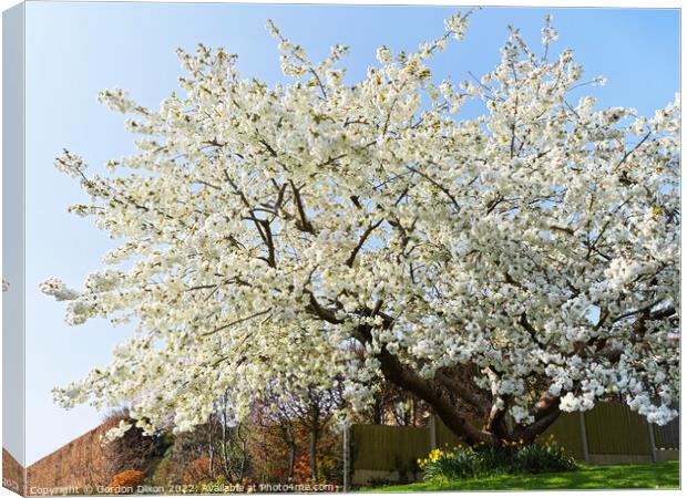 Spectacular cherry tree in a Somerset garden Canvas Print by Gordon Dixon