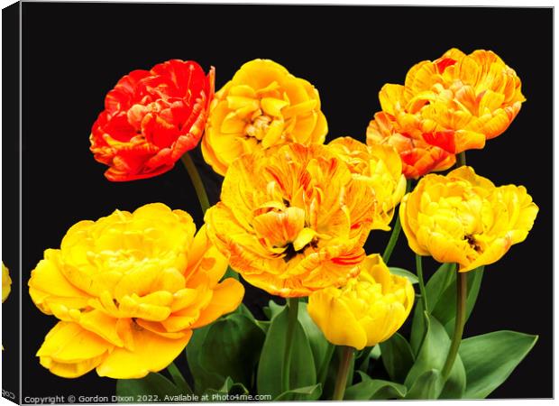 Amazing 'colour-changing' tulip Canvas Print by Gordon Dixon