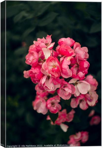 Pink small roses on the bush Canvas Print by Alla Pashkova