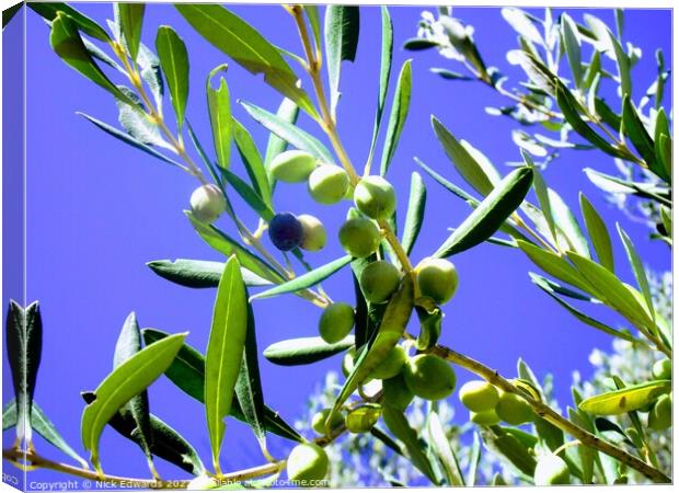 Corfu Olive Branches  Canvas Print by Nick Edwards
