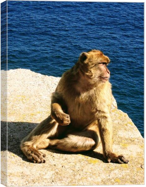  Gibraltar, A Barbary Ape Canvas Print by Nick Edwards