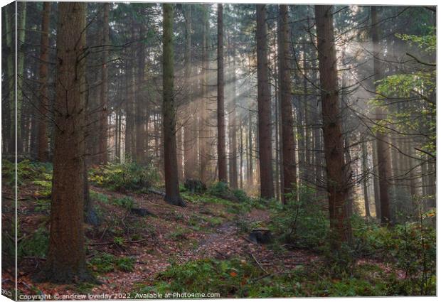 Woodland rays  Canvas Print by andrew loveday
