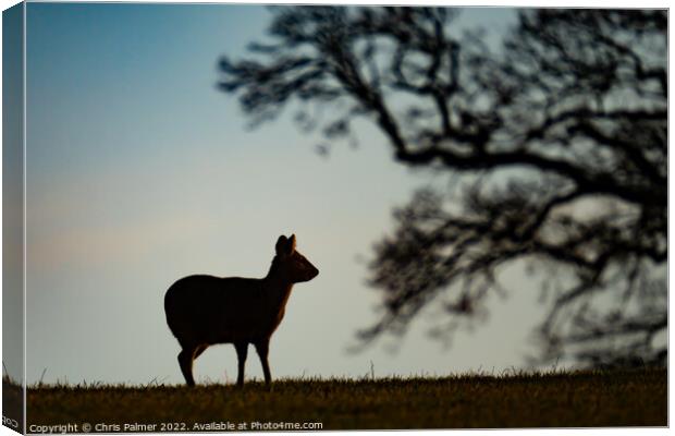 Silhouette of a chinese water deer Canvas Print by Chris Palmer