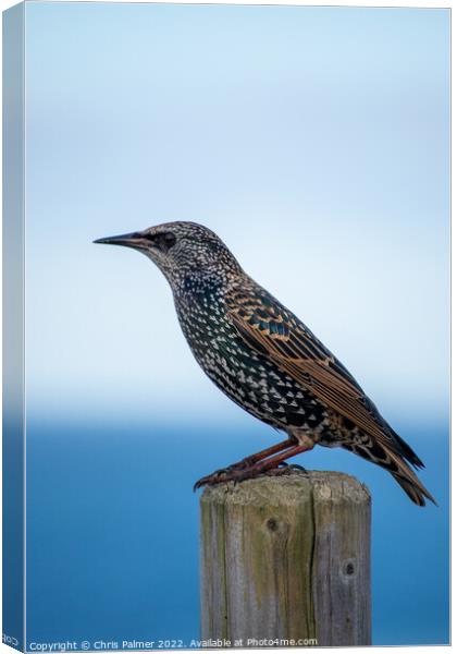 Starling perching on a post Canvas Print by Chris Palmer
