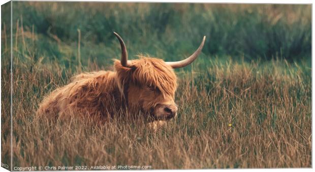 A highland cow laying in the long grass in the nor Canvas Print by Chris Palmer