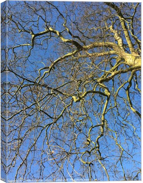 Leafless tree Canvas Print by Alix Forestier