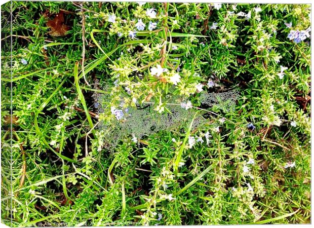 Dewy Cobweb on a Rosemary Bush Canvas Print by Alix Forestier