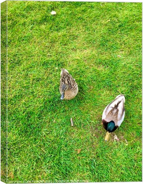 Ducks Coming to Say Hello Canvas Print by Alix Forestier