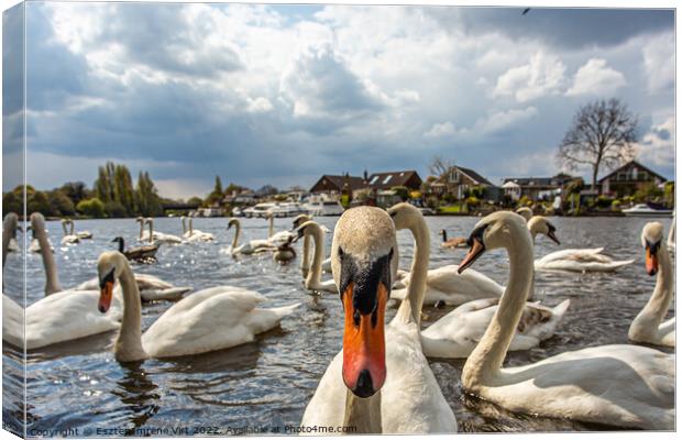 Portrait of a curious swan on the River Thames Canvas Print by Eszter Imrene Virt