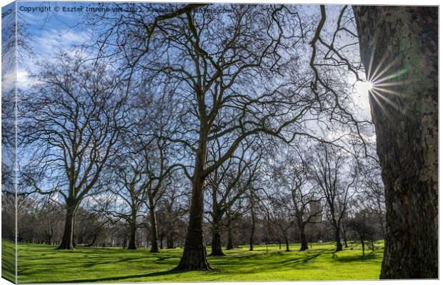 Lights and shadows in Hyde Park Canvas Print by Eszter Imrene Virt