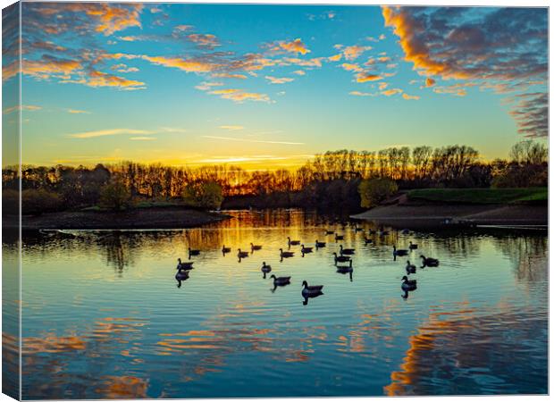 Canadian Geese at Sunset Canvas Print by Tony Millward