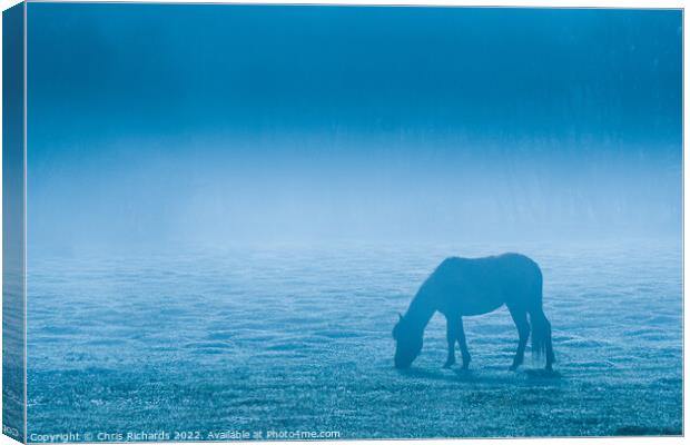 New Forest Pony Canvas Print by Chris Richards