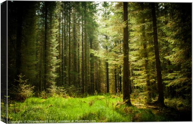 Tywi Forest Canvas Print by Chris Richards