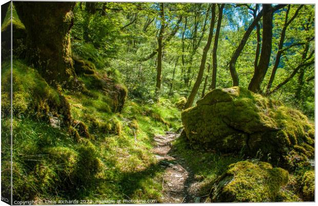 Summer at Gwenffrwd Dinas Canvas Print by Chris Richards