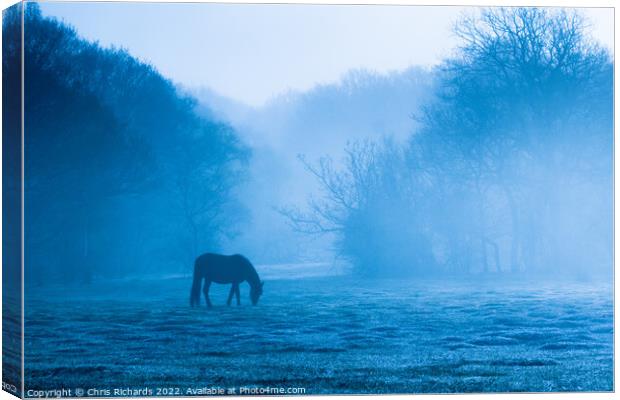 Horse Grazing in Morning Mist, New Forest, Hampshire Canvas Print by Chris Richards