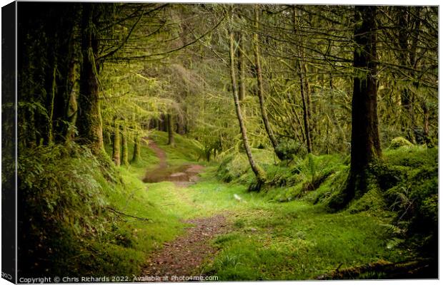 Coed Y Brenin Forest, Snowdonia Canvas Print by Chris Richards