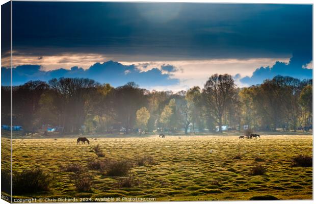 Early spring afternoon in the New Forest Canvas Print by Chris Richards