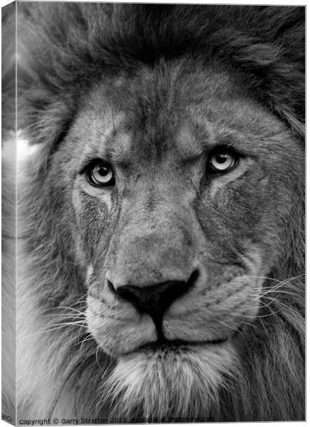 Portrait of an African Lion Canvas Print by Garry Stratton