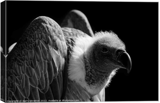 Close up of a vulture Canvas Print by Garry Stratton