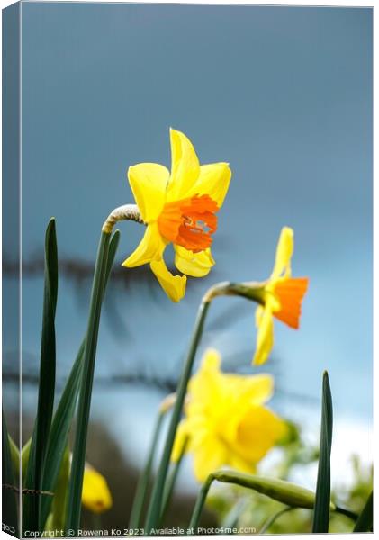Blooming Daffodil  Canvas Print by Rowena Ko