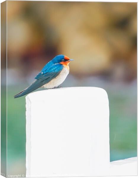 A Pacific Swallow resting on a Pier fence Canvas Print by Rowena Ko