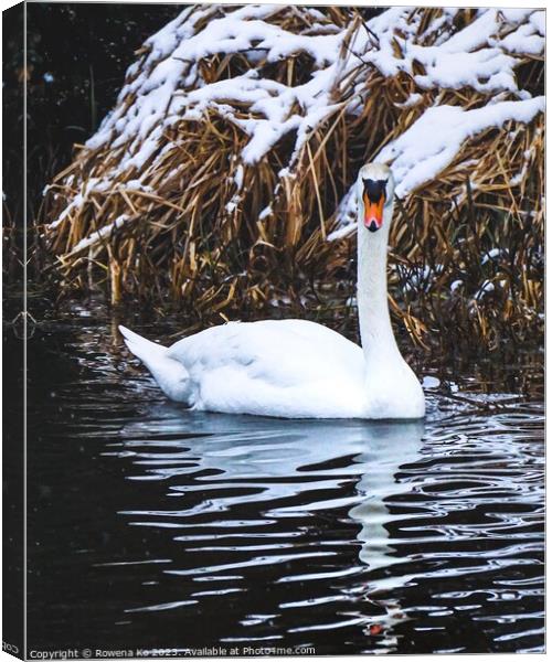 Majestic male swan in snow  Canvas Print by Rowena Ko