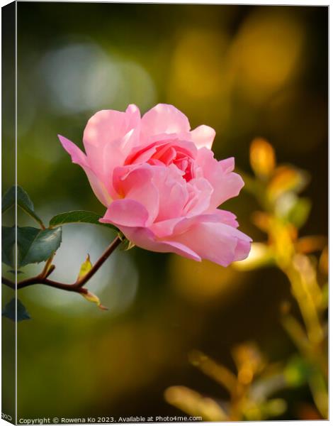 Delicate Beauty: Pink Rosy in golden sunlight  Canvas Print by Rowena Ko