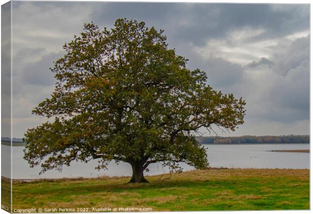 Lonely Oak over Rutland water Canvas Print by Sarah Perkins