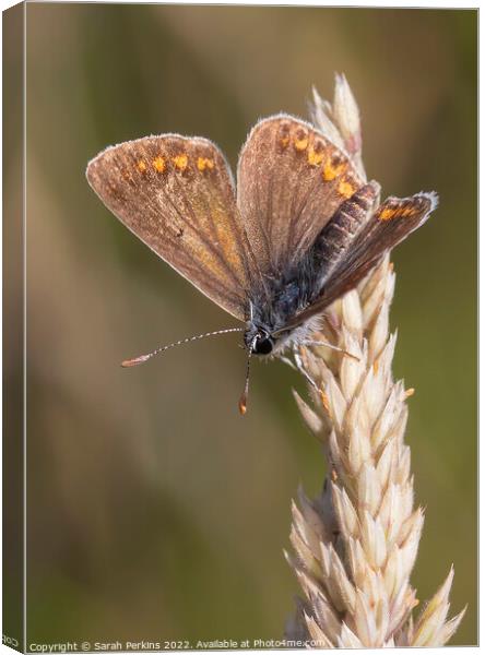 Brown Argus Butterfly Canvas Print by Sarah Perkins