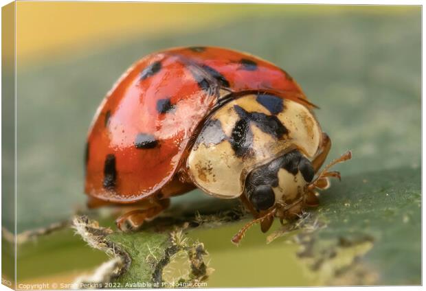 Harlequin Ladybird Canvas Print by Sarah Perkins